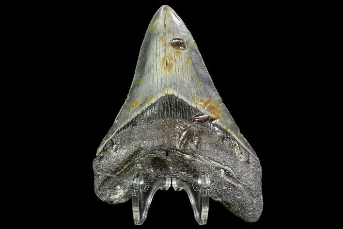 Fossil Megalodon Tooth - North Carolina #108900